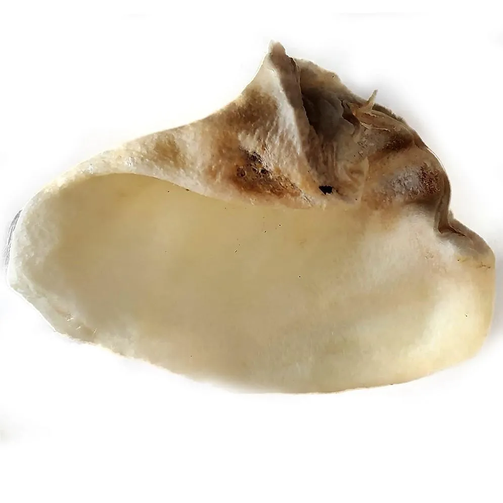 Brown's Natural Dog Treats | Puffed Pig Ears "Honey Ears" | 10 Pieces