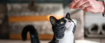 Cat Snacks - Tuna Tots