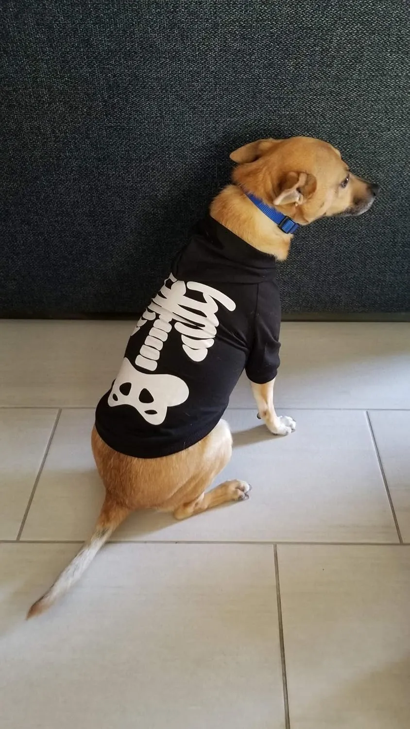 Dog Cat Halloween Skeleton Hoodies Glowing Skull Cute Shirt Puppy Kitteen Costumes Bones Clothes (XL)