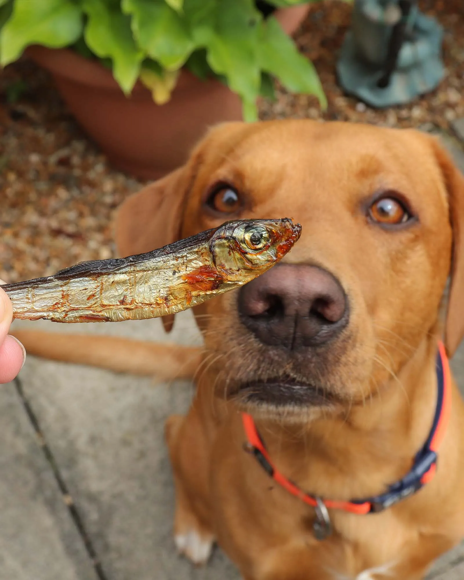 Dried Sprats