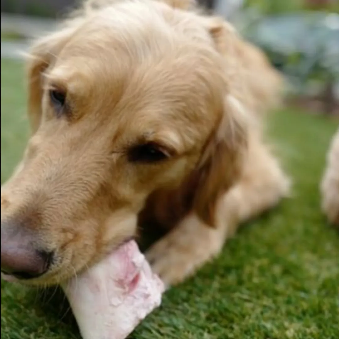 Tucker's Beef Bone Toy Breed  6 Pack Dog Chew Treat